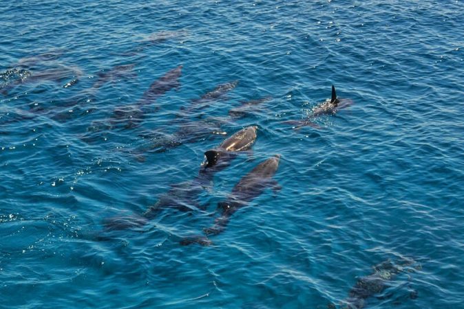 Private boat trip (snorkeling, fishing)