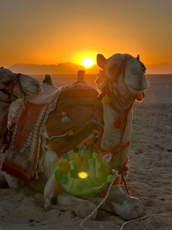 Private horse and camel trip