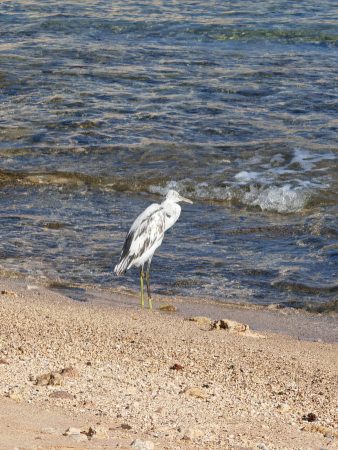 Trip to Sharm el Naga